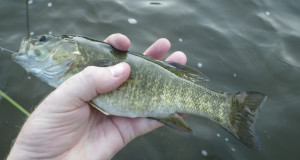 Grand River smallmouth bass